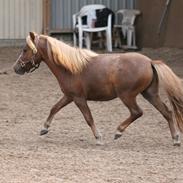 Miniature Red Clouds Curios Curtis