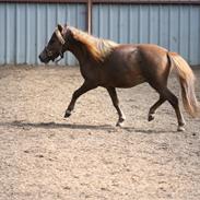 Miniature Red Clouds Curios Curtis