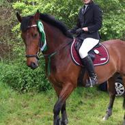 Hollandsk Varmblod Twister