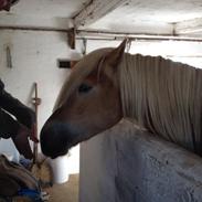 Haflinger Wincent af åtte bjerge