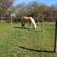 Haflinger Wincent af åtte bjerge