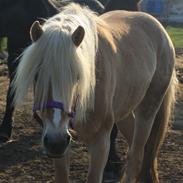 Haflinger Wincent af åtte bjerge