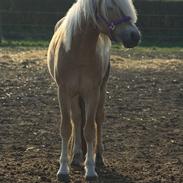 Haflinger Wincent af åtte bjerge