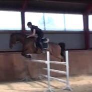 Dansk Varmblod Babyfly