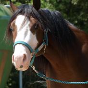 Quarter Hot Snapper Chex