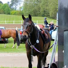Anden særlig race Pondus