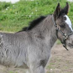 Tinker Lillevang´s Tracey