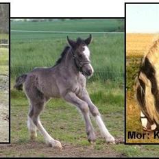 Tinker Lillevang´s Tracey