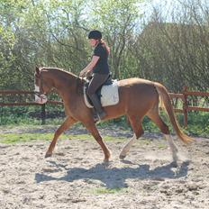 Anden særlig race Larsmindes Aviaja