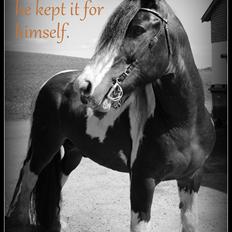 Tinker Anton *AVL`S HINGST*