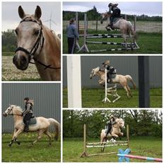 Palomino Fyrstenborgs Golden Hero