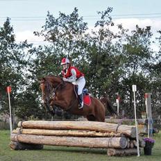 Dansk Varmblod Tonada -Lava