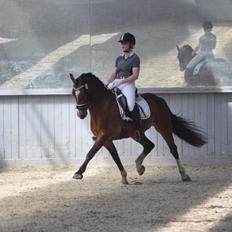 Welsh Cob (sec D) Lindbergs Milton B-PONY