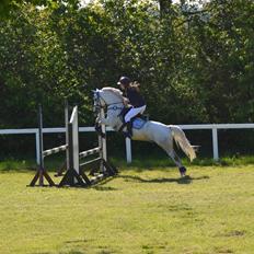 Welsh Pony (sec B) Kirkelodgaard's milton