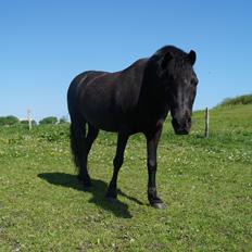 Dartmoor Valle af Fæbæk