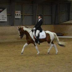 Pinto Svalebos Leonardo (B-pony)