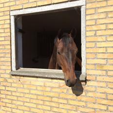 Dansk Varmblod Lundager's Cosmo-Kai