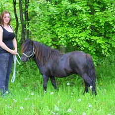 Shetlænder Gyldenslunds Spoink *HINGST*