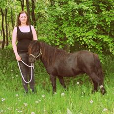 Shetlænder Gyldenslunds Spoink *HINGST*