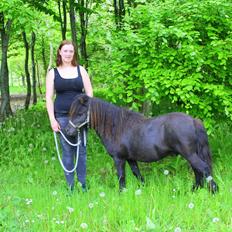 Shetlænder Gyldenslunds Spoink *HINGST*