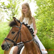 New Forest Gaia Hippios