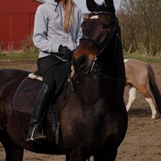 Anden særlig race Freja