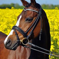 DSP Lykkehøjs Sophee **B-pony**