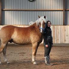 Haflinger Gelstoft Star Shadow