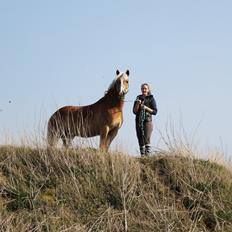 Haflinger Gelstoft Star Shadow