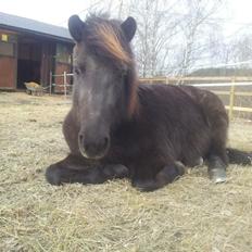 Islænder Svala fra Høgtun