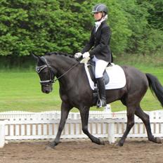 New Forest Calandias Avalanche (Caval)