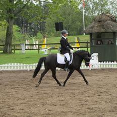 New Forest Calandias Avalanche (Caval)