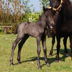 Anden særlig race Hmsogwestern's Infinity