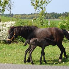 Anden særlig race Hmsogwestern's Infinity