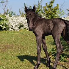 Anden særlig race Hmsogwestern's Infinity