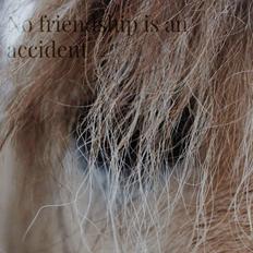 Fjordhest Mr. Jacson [Mor's pony]