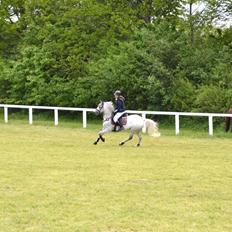 Welsh Pony (sec B) Kirkelodgaard's milton