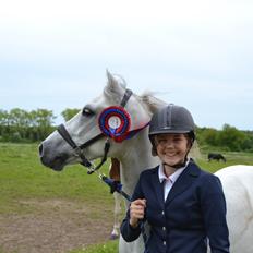 Welsh Pony (sec B) Kirkelodgaard's milton