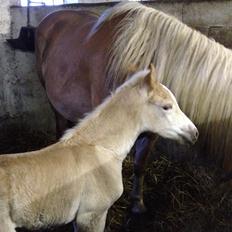 Haflinger Vanilla Mosbøl