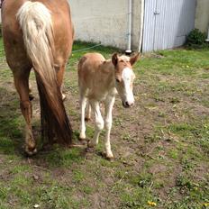 Haflinger Amadillo Mosbøl