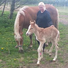Haflinger Mikka Mosbøl