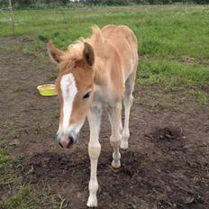 Haflinger Mikka Mosbøl