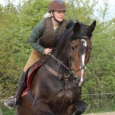 Dansk Varmblod Gipsy Birkely - SOLGT