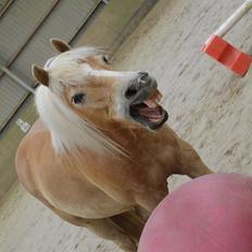 Haflinger Lille Pepsi