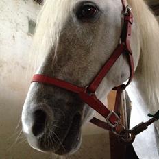 Welsh Mountain (sec A) Crowns Happy Moon