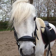 Welsh Mountain (sec A) Crowns Happy Moon