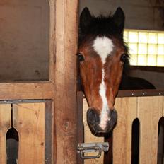Anden særlig race Lady <3