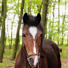 Anden særlig race Lady <3