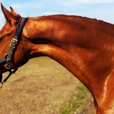 Dansk Varmblod Fiona