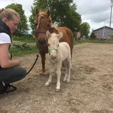 Anden særlig race Ranger Roy